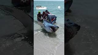 Florida Couple Helps Shark Back into Ocean  AccuWeather [upl. by Eaver420]