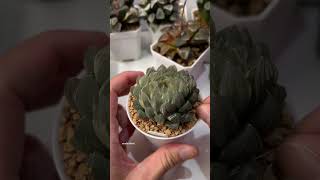 Beheading Haworthia Obtusa OM Variegated plants haworthia propagation plantcaretips [upl. by Obed]