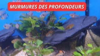 Murmures des Profondeurs mystères cachés des Poissons Enchanteurs [upl. by Cordy]