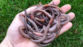 How to catch Earthworms for fishing  No tools needed [upl. by Kit]