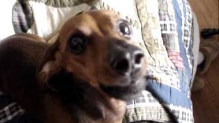 REAL talking dog dachshund speaks [upl. by Erlina]