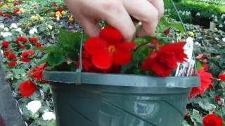 How to grow MASSIVE Begonia Flowers Greenhouse Secret [upl. by Opiuuk]