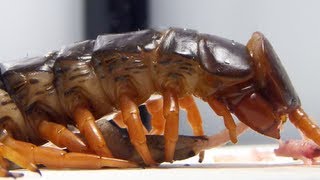 LIVE FEEDING Giant centipede Scolopendra subspinipes [upl. by Ordnagela]