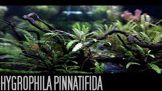 Hygrophila PinnatifidaTrimming [upl. by Mudenihc]