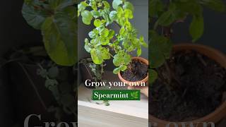 Grow your own Ep 7 Organic Spearmint [upl. by Loise50]