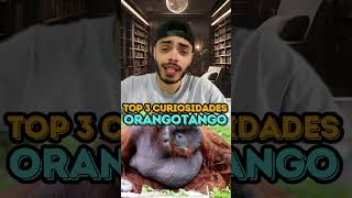 ORANGOTANGO  TOP 3 CURIOSIDADES [upl. by Lishe]