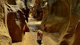 Willis Creek UT  an easy refreshing hike slotcanyon [upl. by Brackely]