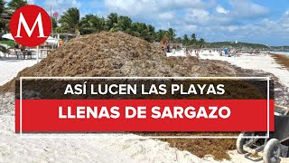 El sargazo llega a Playa del Carmen diario levantan 180 toneladas de alga [upl. by Riker524]