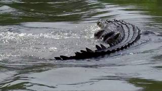 Big Crocodile Crosses Road  Cahills Crossing NT Australia [upl. by Erusaert11]