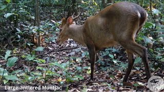 Latest Camera Trap Footage Exciting Updates from the Largeantlered Muntjac Survey [upl. by Woodford]