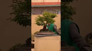 PSBA bonsai live auction 2022 Item 57 Stewartia [upl. by Agueda]