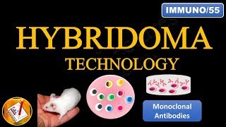 Hybridoma Technology Production of Monoclonal Antibodies FLImmuno55 [upl. by Udelle994]