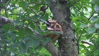 Baby Birds in the Bird Condo July 2 2024 House Wren [upl. by Alia]