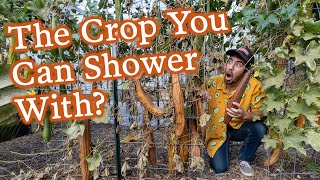 Luffa 101 Everything You Need to Know about Planting Growing amp Harvesting Loofah [upl. by Annaeg]