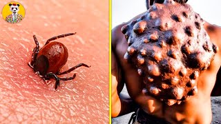 10 Picaduras De Insectos Mas DOLOROSAS Del Mundo 😨 [upl. by Karas]