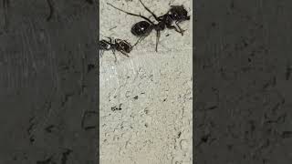 Messor barbarus destroying their new Ytong nest [upl. by Sakmar]