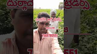 syngenta seeds 2043 షాప్ పేరు  దుర్గాదేవి ఆగ్రో ట్రేడర్స్  అయిజ 7569780551 [upl. by Ladnik]