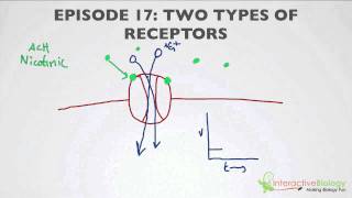 017 Two Types of Receptors [upl. by Amesari886]