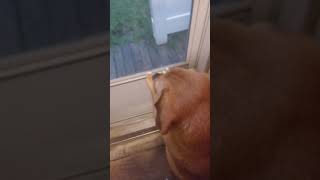 How I get my dog motivated shorts youtube youtubeshorts pets dog [upl. by Dlonra]