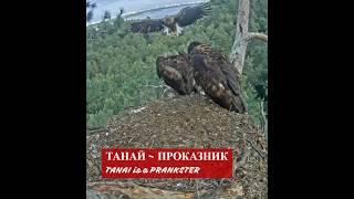 Танай ОЗВЕРЕЛ🐥👹🦅Tanai WENT BERSERK🌲Камычи•24072024 [upl. by Velma]