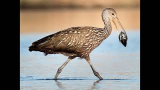 Aramus guarauna Limpkin [upl. by Nilyac72]