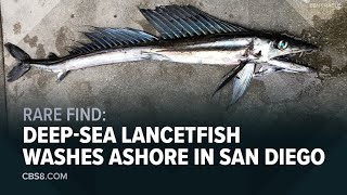 Creepylooking lancetfish washes ashore in La Jolla [upl. by Morse]