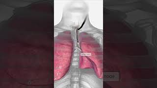 How is mediastinoscopy and biopsy performed anatomy 3danatomy shorts [upl. by Mychael]