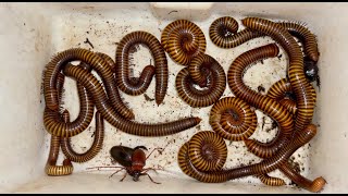 Amazing Diving Beetle and Giant Millipedes Captured near my Colony Bathroom [upl. by Bik]