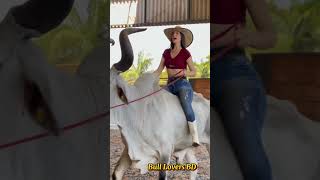 Bull Riding By a Beautiful Lady😳😲  Bull Controlling  Cow Girl  Bull Lovers BD [upl. by Ellerey]