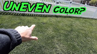 Lime Green Grass  Whats WRONG with my LAWN  Uneven Coloring in Lawn [upl. by Christoforo]