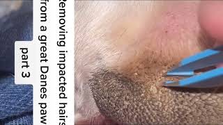 Removing impacted hairs from a great Danes paw Part 3 [upl. by Atnod199]