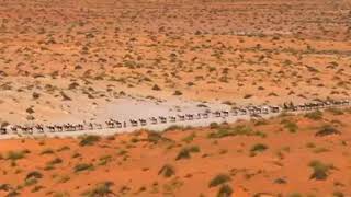 شاهد اطول قافلة جمال فى صحراء الجزائر💟 Regardez le plus long convoi de chameaux dans le désert dA [upl. by Hannej]