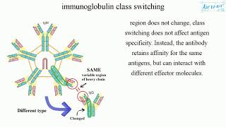 immunoglobulin class switching English  Medical terminology for medical students [upl. by Marcille]