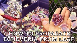 How To Propagate Echeveria Succulent Plants From Leaf [upl. by Ebocaj332]