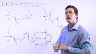 The 4 Nucleotide Bases Guanine Cytosine Adenine and Thymine  What Are Purines and Pyrimidines [upl. by Barcellona]