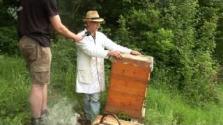 Bee in contact Videopodcast  Aufbau eines Bienenvolkes mit der Einfachbeute [upl. by Aeneus]