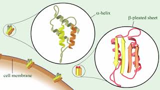 Prion protein characteristics [upl. by Ioved]