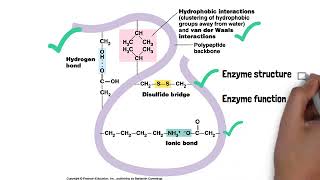 What is enzymes Enzyme structure and function [upl. by Carlynne149]