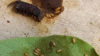 ПАРАЗИТЫ И БОЛЕЗНИ ГУСЕНИЦ САТУРНИЙ И БРАЖНИКОВ Parasitoids of Caterpillars Энтомология Стрим [upl. by Leander]