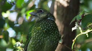 Meow The call of the Green Catbird [upl. by Matthaeus]