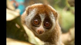 Loris Slow Loris Compilation [upl. by Reifinnej615]