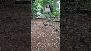 🦚 🦚 ❤️ 😍 at Mysore Zoo  Mysore Dussehra  peacock mysorezoo [upl. by Esikram]