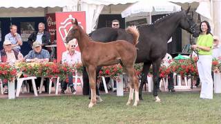 wwwreitschulesandbrinkde Floriscount  Metternich colt Lienen 2011 Dressage [upl. by Berglund]