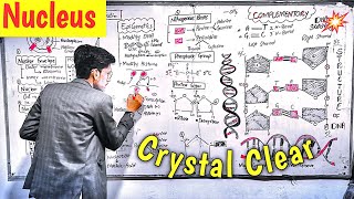 Nucleus l PPSC Terms l Crystal Clear l Chromosomes vs Chromatin [upl. by Hayyim]