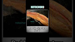 NOTOCHORD notochord  WHAT IS NOTOCHORD shortsviraltrendinganimalkingdomchordatesvertebrates [upl. by Eiramanitsirhc971]