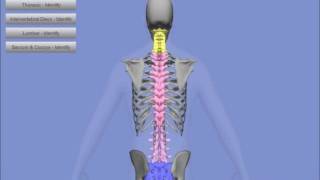 Interactive 3D Vertebral Column [upl. by Ainahtan]