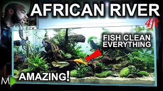 THESE FISH Cleaned My ENTIRE African River Aquarium in 1 WEEK  brand new BETTA FISH [upl. by Notnef]