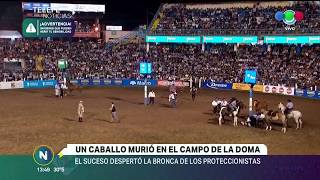 Un caballo murió en plena jineteada en Jesús María [upl. by Alemac]