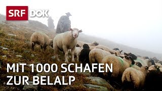 Die Schaftreiber vom Wallis  Kopf und Kragen für 1000 Schafe  Doku  SRF Dok [upl. by Idou]