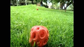 Documental Clathrus Ruber [upl. by Nnylacissej860]